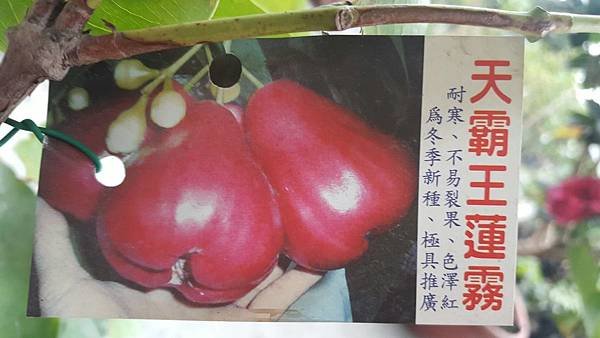 [售]天霸王蓮霧-高壓苗/請先來電洽詢