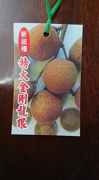 [售]特大金剛龍眼嫁接苗/請先來電洽詢