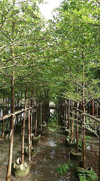 [售]小葉欖仁/移植袋裝-現場挑選與報價