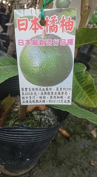 [售]日本橘柚嫁接苗/請先來電詢價