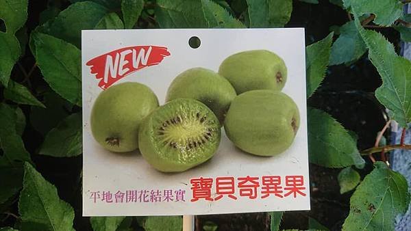 寶貝奇異果實生苗/請先來電詢價
