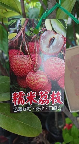 [售]糯米荔枝高壓苗/請先來電詢價