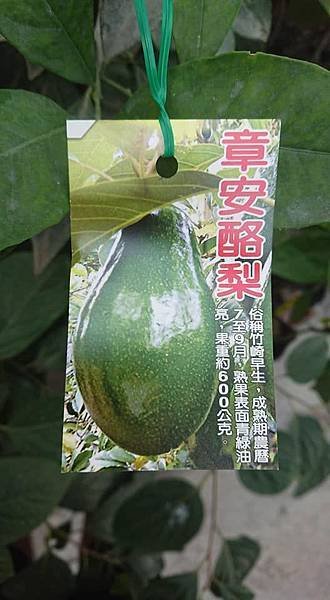 [售]章安酪梨嫁接苗/請先來電詢價