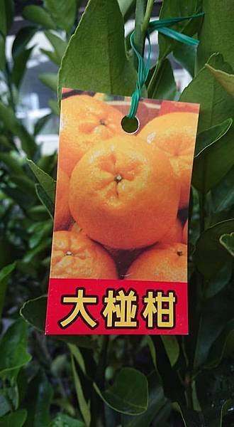 大椪柑嫁接苗/請先來電詢價