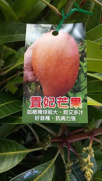 貴妃芒果樹/現場挑選與報價