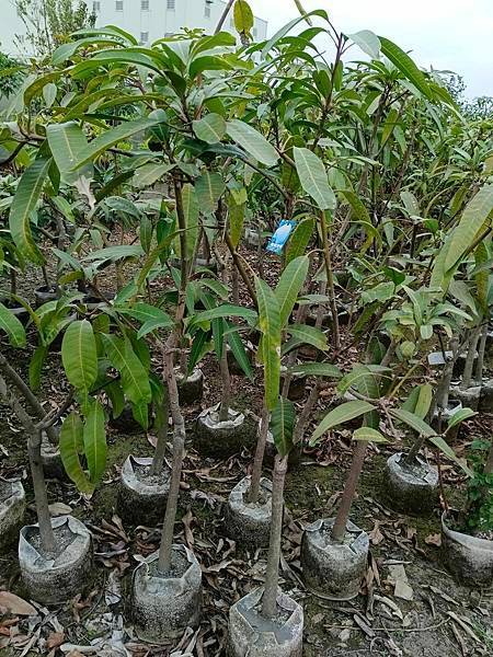 貴妃芒果樹/現場挑選與報價