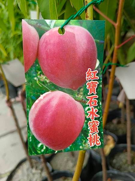 紅寶石水蜜桃嫁接苗/請先詢價