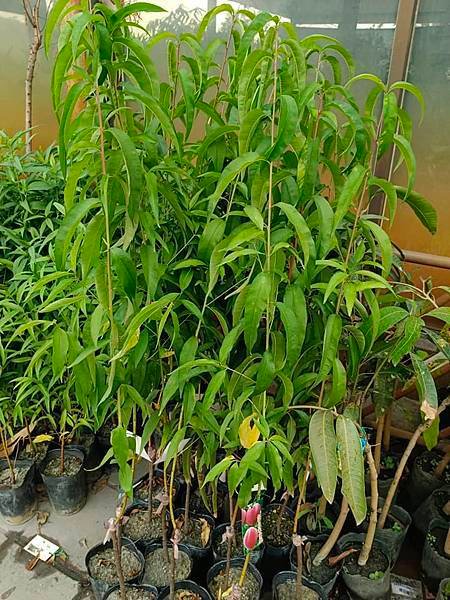 紅寶石水蜜桃嫁接苗/請先詢價
