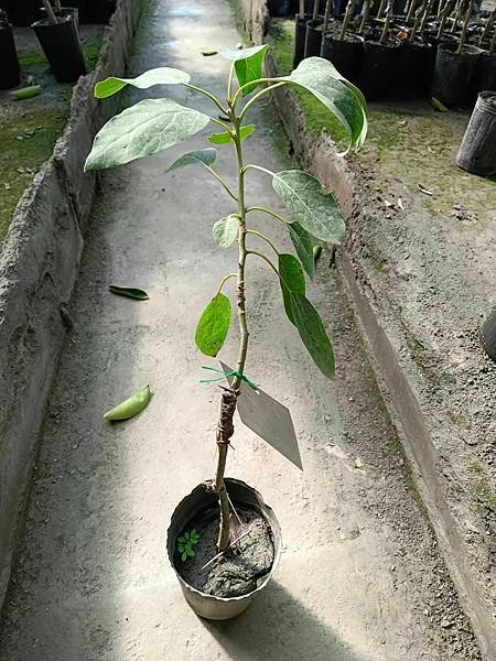 哈斯酪梨嫁接苗/請先詢價