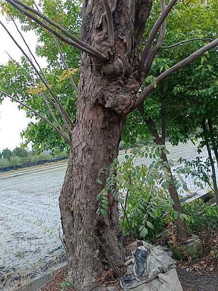 台灣灤樹1棵/現場報價