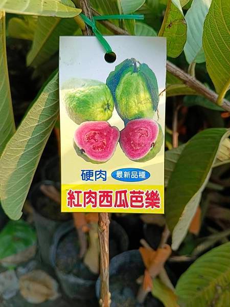 紅肉西瓜芭樂嫁接苗/請先詢價