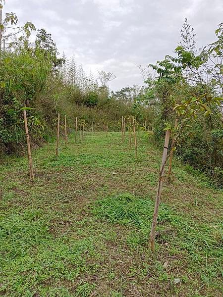苗栗造橋鄉造橋段農牧用地598萬