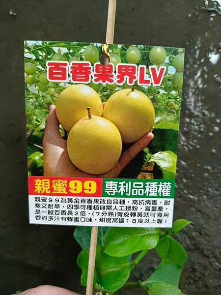 親蜜99百香果嫁接苗/請先詢價