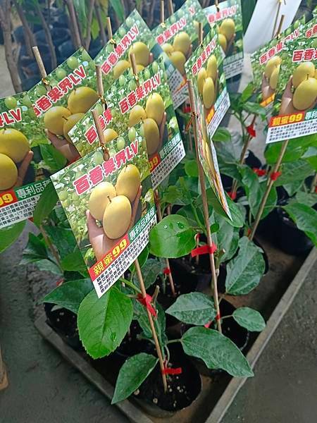 親蜜99百香果嫁接苗/請先詢價