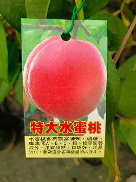 特大水蜜桃嫁接苗/請先詢價