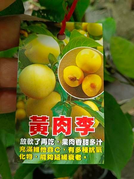 黃肉李嫁接苗/請先詢價