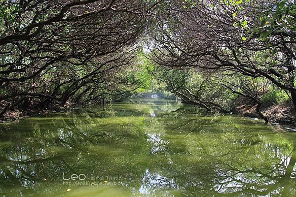 四草綠色隧道 (10)