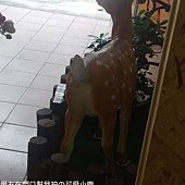 男友拍到的小鹿