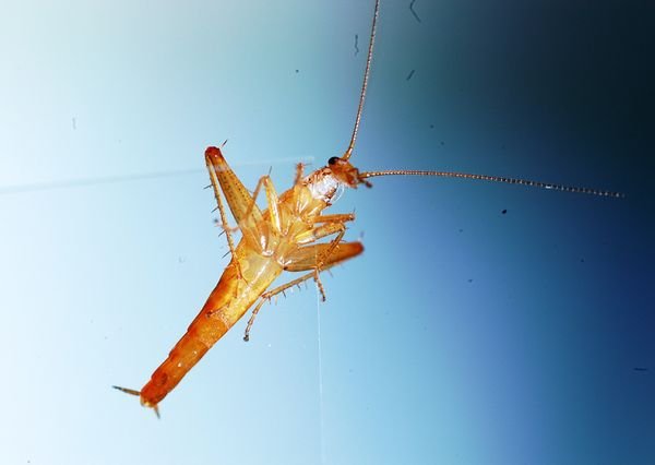 top-10-species-2010-jumping-cockroach_35909_600x450.jpg
