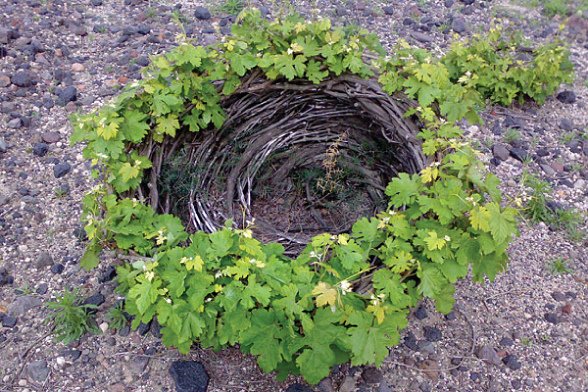 pruning1.jpg