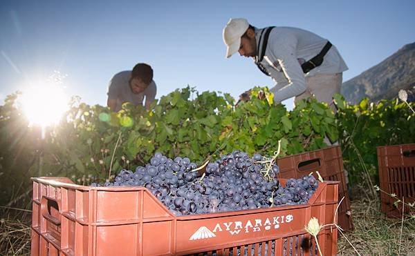 VINEYARDS (2).jpg