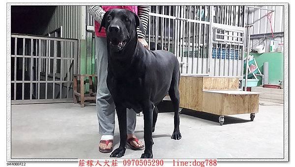 大種母高山犬賓果1.jpg