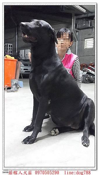 大種母高山犬賓果5.jpg