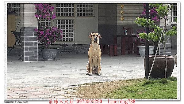 nEO_IMG_高山犬顧家1.jpg