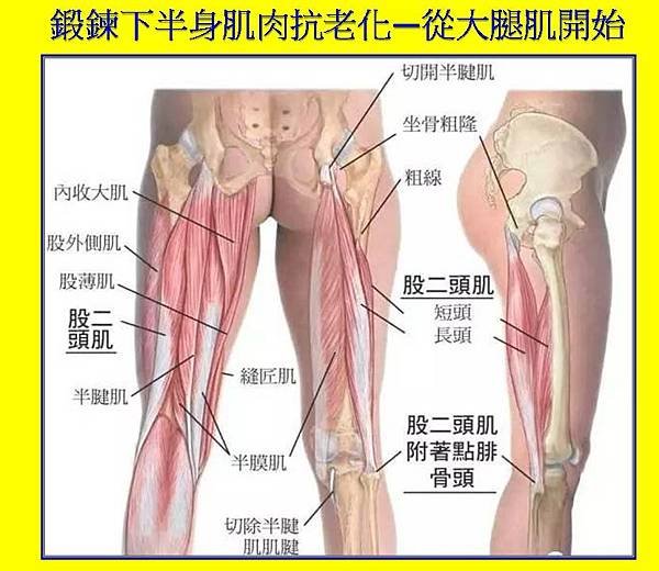 鍛鍊下半身肌肉抗老化—從大腿肌開始.jpg