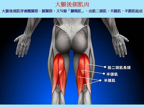 大腿後側肌(膕繩肌).jpg