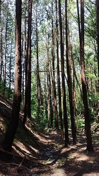 四國遍路第18天　Aoikuni Hotel日式商務旅館→搭