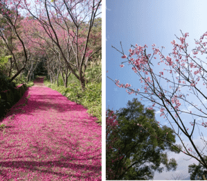 新竹縣橫山‧大山背步道群介紹~