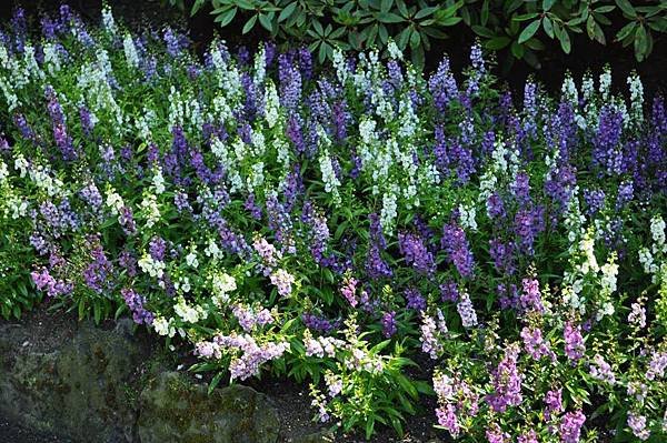 gardens-lavender