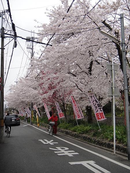 平野神社後方1