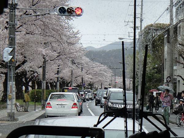 三千院延路櫻花滿開