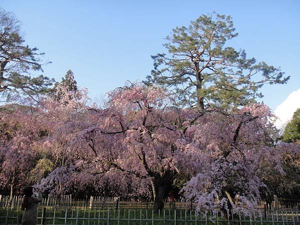 京都御院4