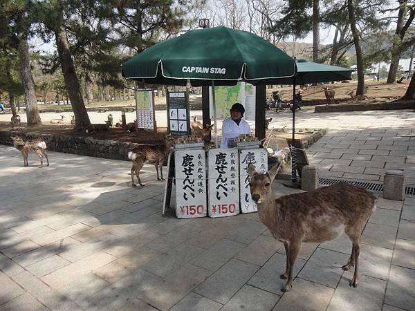 奈良公園-鹿