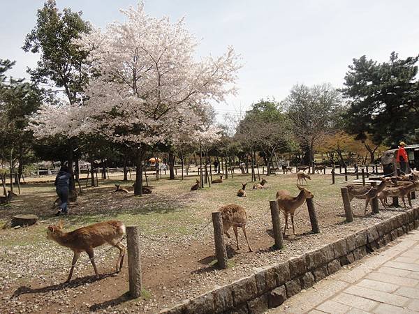 奈良東大寺鹿群