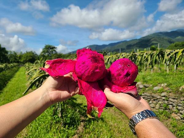 鹿野森活慢遊懶人包