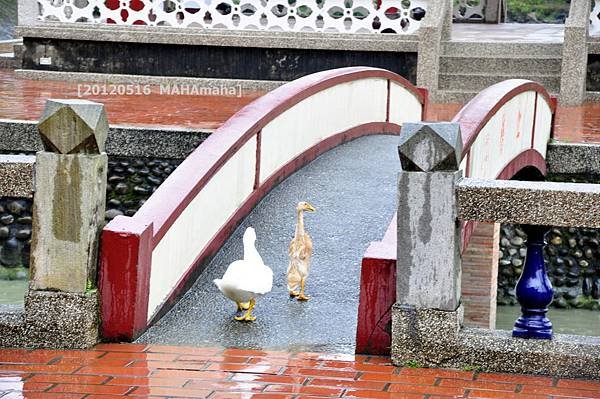 _DSC0131