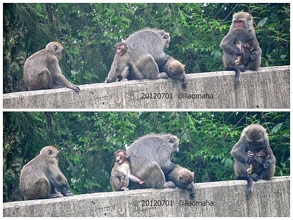 1010701早上雅絹家、塔塔加、獼猴、鹿林神木1024