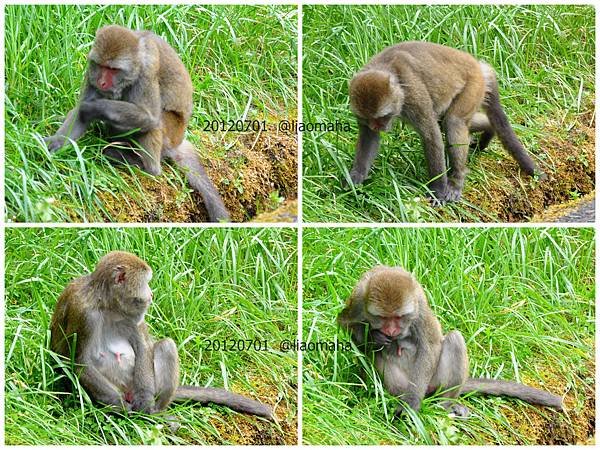 1010701早上雅絹家、塔塔加、獼猴、鹿林神木10241