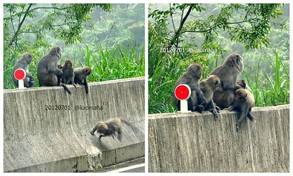 1010701早上雅絹家、塔塔加、獼猴、鹿林神木10243