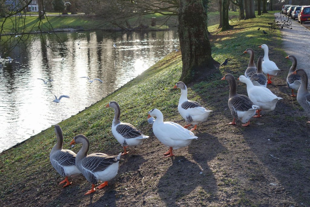 Noorderplantsoen Park