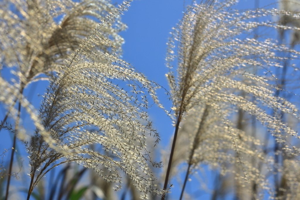 金瓜石賞芒健行