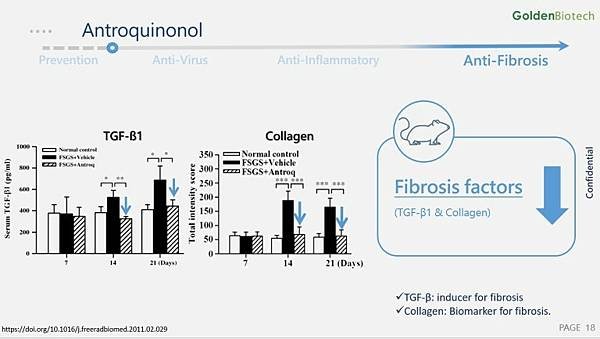 抑制纖維化Golden-Biotechnology_15-1.jpg