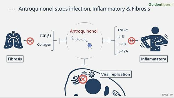 2抑制纖維化Golden-Biotechnology_15-1.jpg