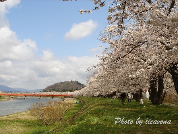 檜木內川堤