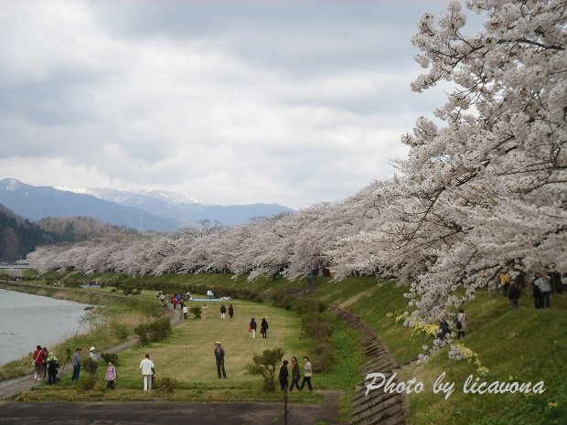 檜木內川堤