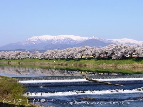 白石川堤